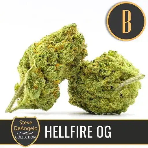 Blimburn Seeds Cannabis Seeds Hellfire OG, Steve DeAngelo feminized