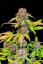 Fast Buds Cannabis Seeds Lemon Cherry Cookies Auto
