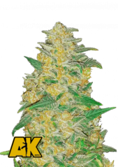 Fast Buds Cannabis Seeds AK Auto