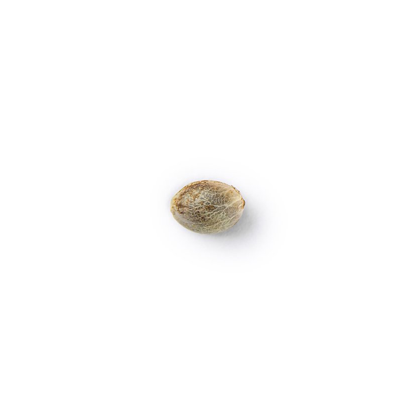 The Bulldog Seeds TB Gorilla Auto, 3 e 5 peças
