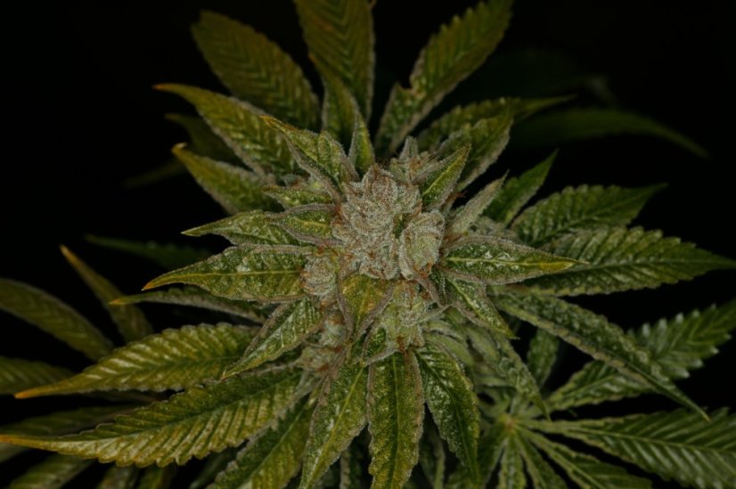 T.H.Seeds™ Semințe de canabis MK-Ultra™, pachet 5+1, obișnuite