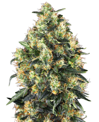Sensi Seeds Semințe de canabis Super Skunk Automatic® feminizate, 3-10 buc.
