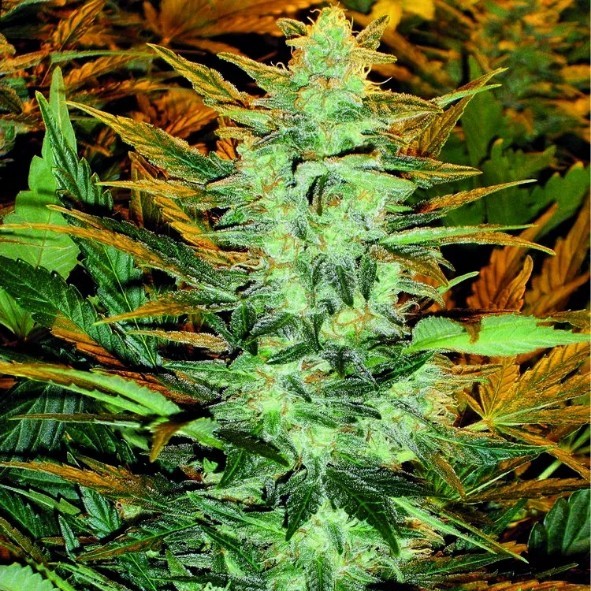 Doctor´s Choice Semințe Lowryder regulate (IBL) Auto Regular