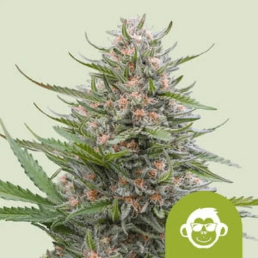 Royal Queen Seeds Kanepiseemned Grape Ape Auto