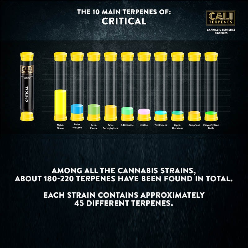 Cali Terpenes - CRITICAL, 1 - 1000 ml