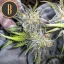 Blimburn Seeds Cannabis Seeds Green Crack Nőiesített