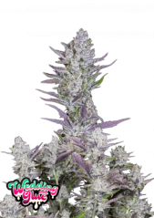 Fast Buds Semi di Cannabis Wedding Glue Auto