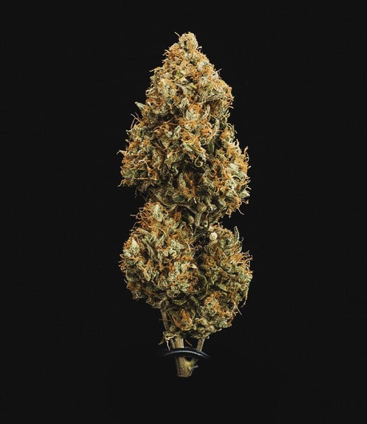 Royal Queen Seeds Seminte de canabis Sweet Skunk Auto