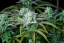 Fast Buds Cannabis Seeds Strawberry Banana Auto