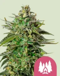 Royal Queen Seeds Semințe de canabis Larry OG feminizate