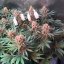 Silent Seeds Semi di cannabis classici Critical Jack femminizzati