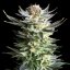 Royal Queen Seeds Seminte de canabis Fruit Spirit feminizate