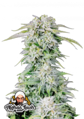 Fast Buds Sjemenke konoplje Afghan Kush Auto