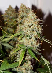 Dutch Passion Насіння коноплі Auto Brooklyn Sunrise® Autoflowering