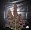 Fast Buds Sjemenke konoplje C4 Auto