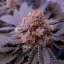 Silent Seeds Seminte de Canabis B-45 By Booba Feminizate
