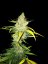 T.H.Seeds™ Semințe de canabis La SAGE™, pachet 5+1, feminizate