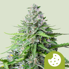 Royal Queen Seeds Seminte de canabis Royal Cookies Auto