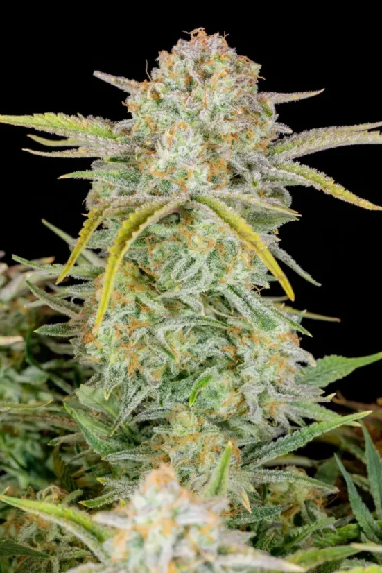 Fast Buds Cannabis Seeds Bruce Banner Auto