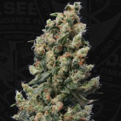 T.H.Seeds™ Насіння коноплі Kushage™, 5+1 упаковка, фемінізоване