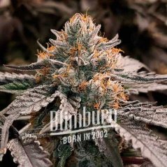 Blimburn Seeds Seminte de canabis Gator Breath feminizate