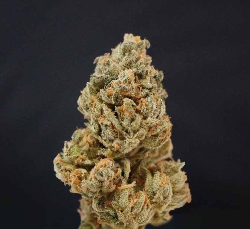 T.H.Seeds™ Seminte de canabis Citron Givré, pachet special 6+1, feminizate