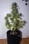 Fast Buds Sjemenke konoplje G14 Auto