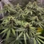 Blimburn Seeds Cannabis Seeds Cafe Racer Feminiseret