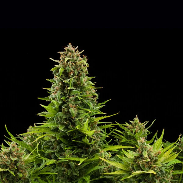 Royal Queen Seeds Seminte de canabis Diesel Auto