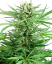 Sensi Seeds Seminte de canabis Papi Chulo OG feminizate, 3-10 buc