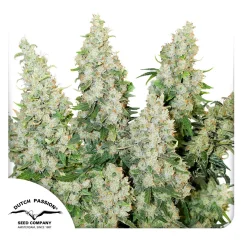 Dutch Passion Cannabisfrø Auto Tænk anderledes Autoflowering