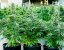 Semințe de canabis Royal Queen Seeds Titan F1 Auto