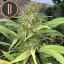 Blimburn Seeds Cannabiszaden Santa Muerte Gefeminiseerd