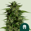 Semințe de canabis Royal Queen Seeds Hyperion F1 Auto