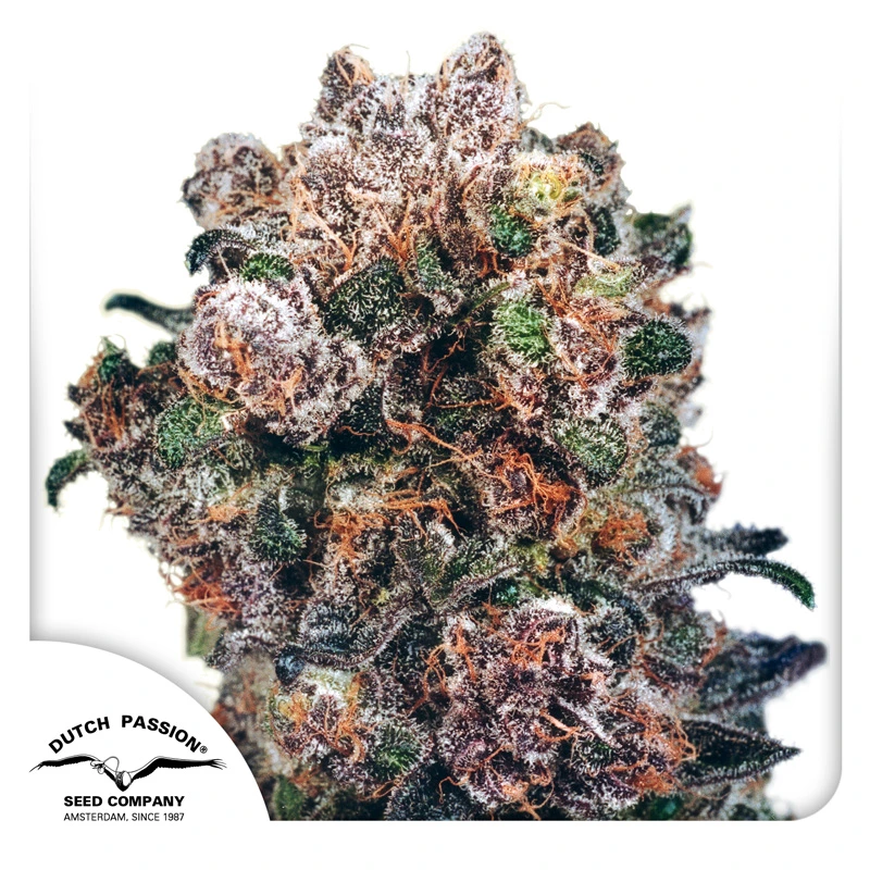 Dutch Passion Seminte de canabis Blueberry® feminizate