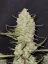 Fast Buds Biji Ganja Kue Tropicana Otomatis
