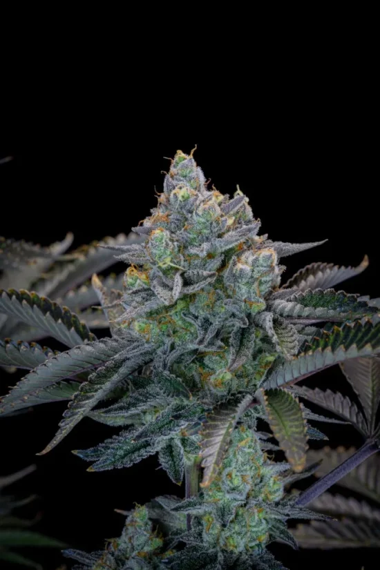 Fast Buds Sjemenke kanabisa Gorilla Cookies FF