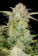 Fast Buds Cannabis Seeds Bruce Banner Auto