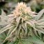 Silent Seeds Seminte exotice de canabis Gorilla Frost feminizate