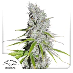 Dutch Passion Graines de cannabis CBD Skunk Haze ® Féminisées