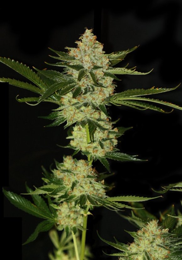 T.H.Seeds™ Graines de cannabis Underdawg™, paquet de 5+1, féminisées