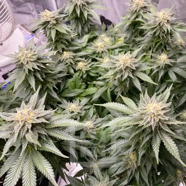Blimburn Seeds Hanfsamen Girl Scout Cookies Feminisiert