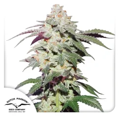 Dutch Passion Seminte de canabis Skywalker Haze feminizate
