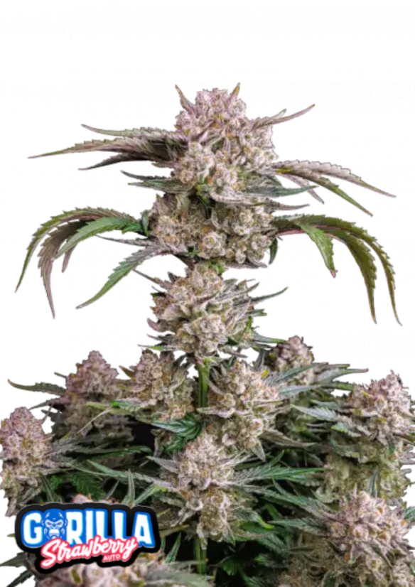 Fast Buds Sjemenke Kanabisa Strawberry Gorilla Auto
