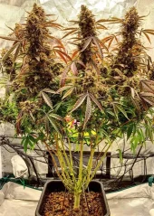 Dutch Passion Seminte de canabis Auto Power Plant Autoflowering