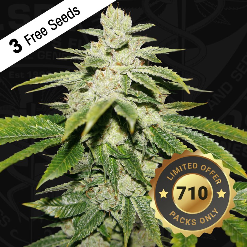 T.H.Seeds™ Seminte de canabis Watermelon Ultra, pachet special limitat 710, feminizate