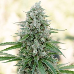 Silent Seeds Klasične sjemenke konoplje Critical Mango Feminized