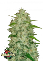 Fast Buds Sjemenke konoplje Chemdawg Auto
