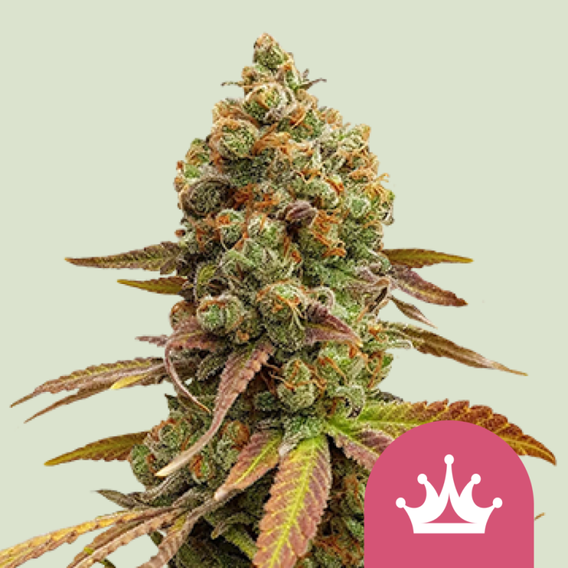 Royal Queen Seeds Semințe de canabis Special Queen #1 feminizate