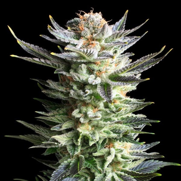 Royal Queen Seeds Seminte de canabis Fruit Spirit feminizate